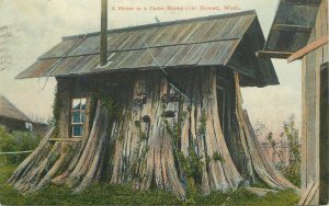 Postcard Washington Everett Home Cedar Stump Sprouse & Sons 23-4851