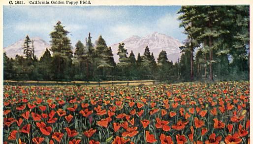 CA - Golden Poppy Field