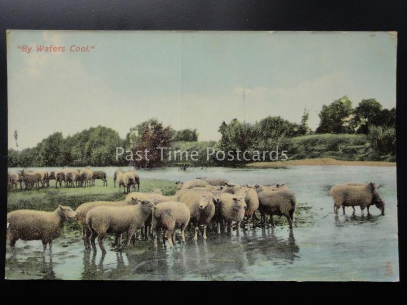 SHEEP by Waters Cool HILL & DALE Old Postcard by Raphael Tuck & Son No.8083