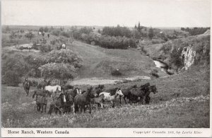 Horse Ranch Western Canada Horses Lewis Rice Litho Postcard H22 *as is