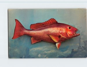 Postcard Red Snapper, Florida