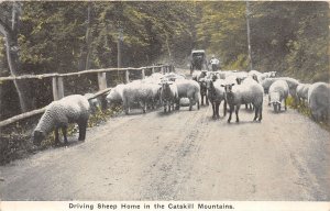 J55/ Catskill Mountains New York Postcard c1910 Driving Sheep Herd Home 41