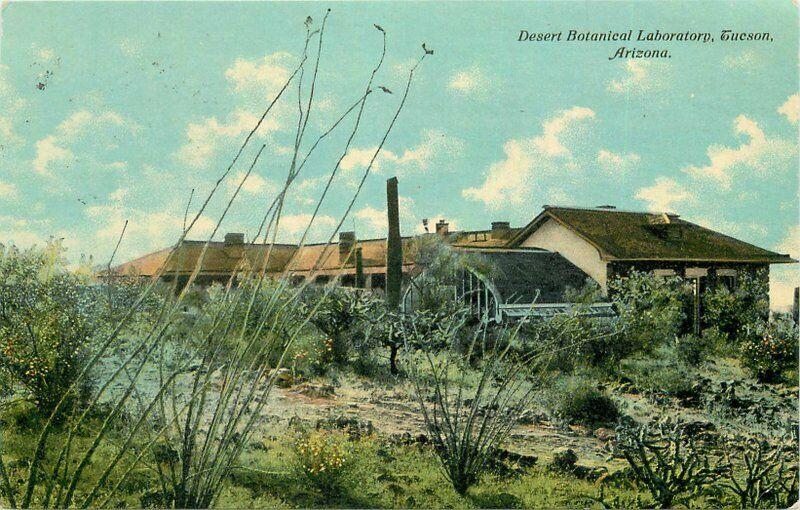 Desert Botanical Laboratory Tucson Arizona 1911 Postcard 4162