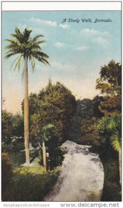 A Shady Walk Bermuda