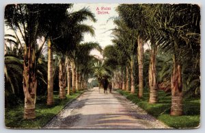 Vintage Postcard 1912 Palm Trees Driveway Horse Cart Road of Thousand Wonders CA