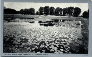 1940s London State Fish Farm No. 3 London Ohio Postcard