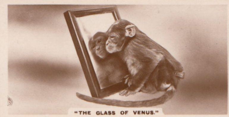 Monkey Ape The Mirror Of Venus German Old Real Photo Cigarette Card