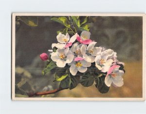 Postcard Apple blossoms