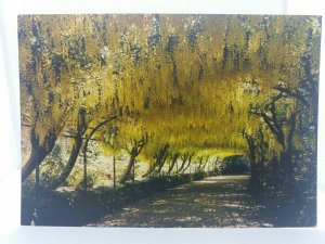 Vintage Postcard Laburnham Arch Bodnant Denbighshire