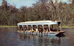 Feeding Fish - Silver Springs, Florida FL