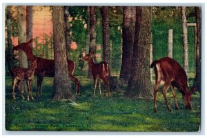 c1950's Deer Fejervary Park Fawn Deer Forest Grass Davenport Iowa IA Postcard