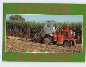 M-164726 Sugar Cane in Louisiana USA