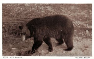VINTAGE POSTCARD WHITE BORDER BLACK BEAR HUNTSVILLE ONT WILD LIFE SERIES