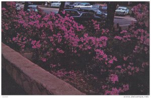 GREENVILLE, South Carolina, 1940-1960's; Azaleas In Full Bloom In Cleveland Park