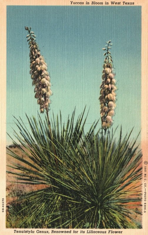 Vintage Postcard 1930's Tenuistyla Genus Liliaceous Flower Yuccas Bloom West TX