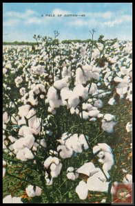 A Field of Cotton