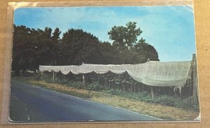 VINTAGE POSTCARD UNUSED - SHADE GROWN TOBACCO NEAR NORTHAMPTON, MASS.