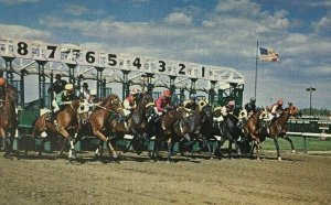 Centennial Race Track CO Colorado Postcard Horse Racing