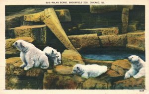 Vintage Postcard 1946 View of Polar Bear Brookfield Zoo Chicago Illinois ILL