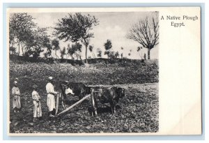 c1905 Cow with Native Plough for Farming Egypt Unposted Antique Postcard