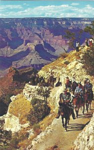 1960's/70's Daily Mule Train, Grand Canyon, Arizona Chrome Postcard