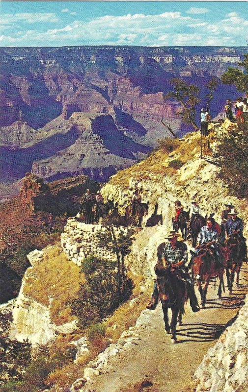 1960's/70's Daily Mule Train, Grand Canyon, Arizona Chrome Postcard