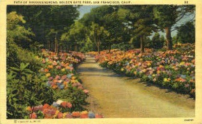 Path of Rhododendrons, Golden Gate Park - San Francisco, CA