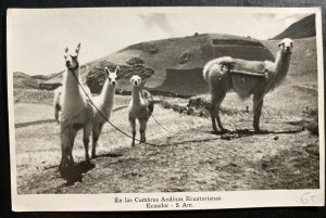 Mint Ecuador Real Picture Postcard RPPC Ecuadorian Andes Llamas