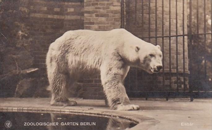 Polar Bear Zoological Garden Berlin Germany 1921