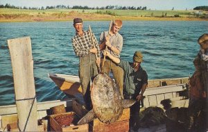 CANADA PEI, Fishing, Huge Sunfish, Fishing, 1950's, Prince Edward Island, Chrome
