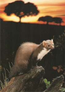 Animals. The Marten (Mustela foina) modern Spanish photo postcard