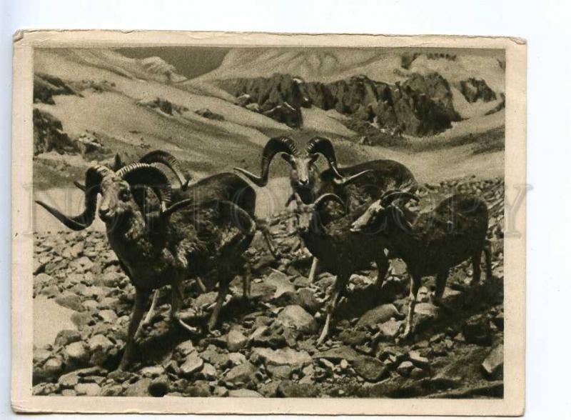 232535 USSR RUSSIA mountain goats Vintage GIZ postcard