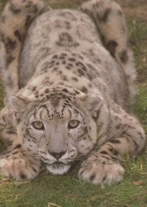 Snow Leopard At Howletts Zoo Canterbury Kent Postcard