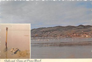 Gulls and Clams Pismo Beach California  