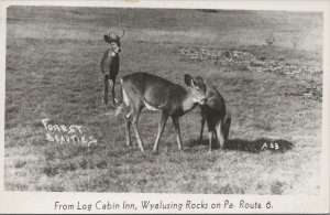 RPPC Postcard Deer From Log Cabin Inn Wyalusing Rocks on PA Route 6