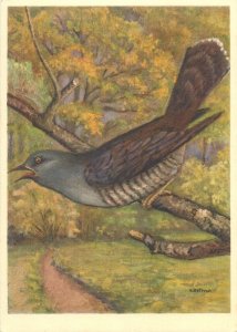 Animals in art signed Postcard Cuckoo bird