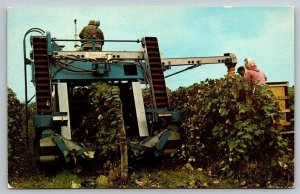 Concord Grape Picker  Postcard