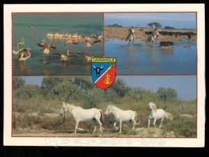 La Camargue