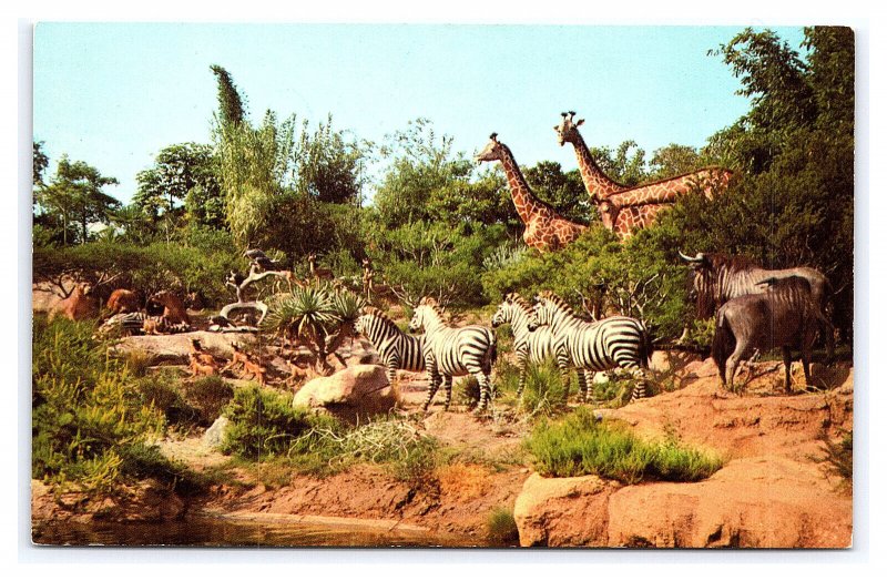 African Veldt Disneyland's Adventureland California Postcard 