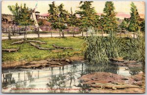 Los Angeles California, Alligators 60 to 70 Years Old, Alligator Farm, Postcard