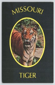 Missouri Tiger~Athletic Symbol Of University Of Michourie~Columbia~Blue Bkgd~Vtg