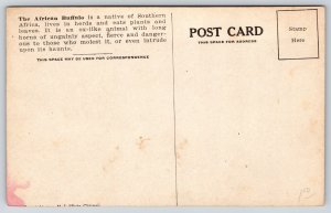 Animals~African Buffalo Of Southern Africa Art In Frame w/Hunters~c1910 Postcard