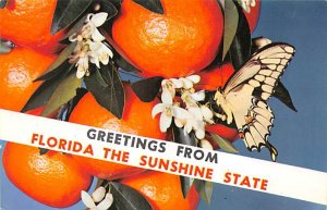 Greetings From Florida the Sunshine State Butterfly on Tangerines - Tangerine...