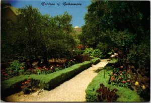 Postcard Israel Jerusalem Old City Gardens of Gethsemane