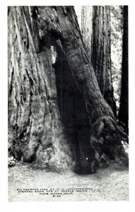 B-53 Big Redwood Tree 52 in wide Muir Woods Monument California RPPC Postcard