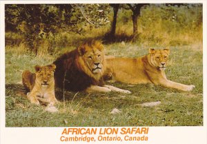 Lions African Lion Safari Cambridge Ontario Canada