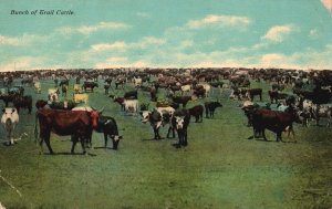 Vintage Postcard 1917 Bunch of Trail Cattle Raise Farm Animal Benham Co. Pub.