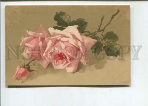 471720 KLEIN Huge Pink Rose Flower Rosenduft Vintage postcard Meissner #1777