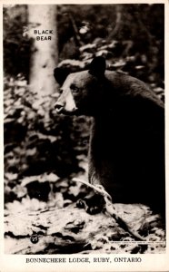 Canada Ontario Ruby Bonnechere Lodge Black Bear 1975 Real Photo