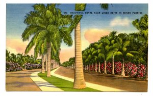 FL - Royal Palm Lined Drive